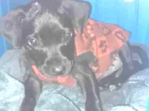 Cachorro raça SRD-ViraLata idade 2 a 6 meses nome Mel