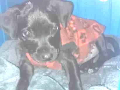 Cachorro raça SRD-ViraLata idade 2 a 6 meses nome Mel