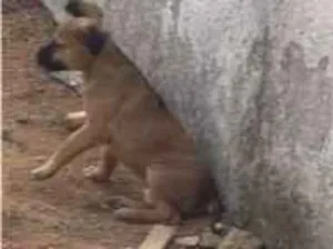 Cachorro raça SRD-ViraLata idade 2 a 6 meses nome Aisha