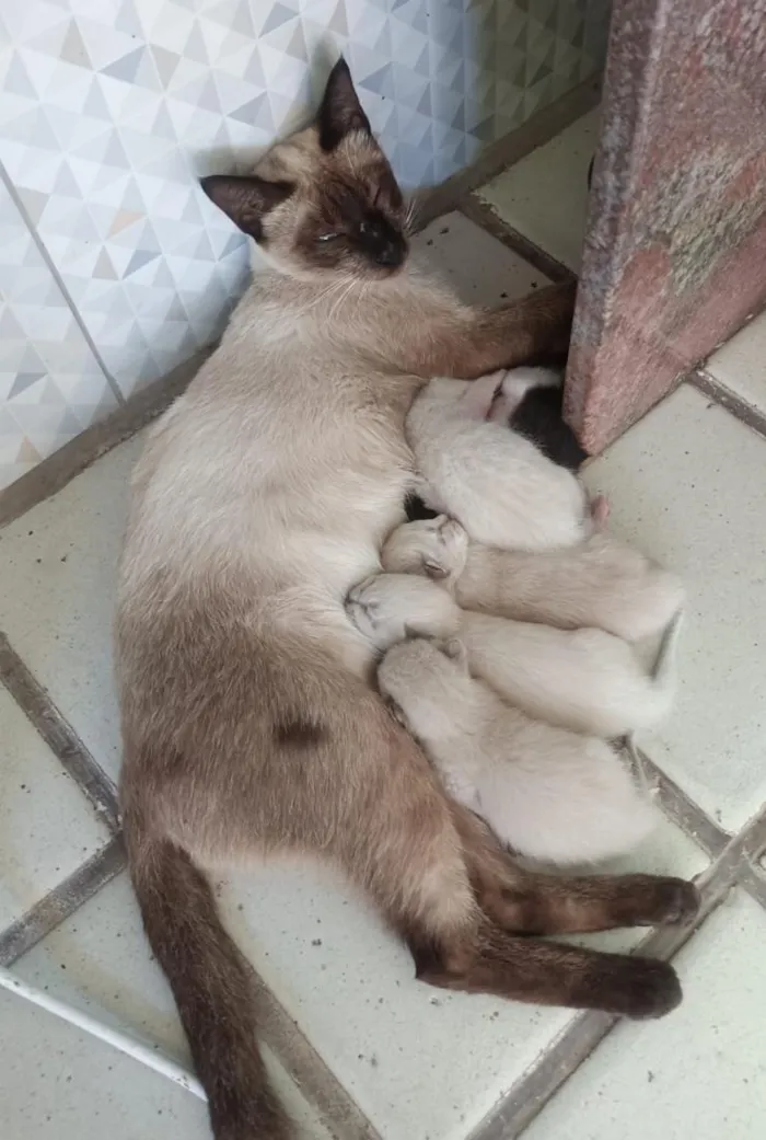 Gato raça Siamês idade Abaixo de 2 meses nome sem nome