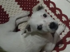 Cachorro raça SRD-ViraLata idade 2 a 6 meses nome Ted