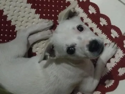 Cachorro raça SRD-ViraLata idade 2 a 6 meses nome Ted