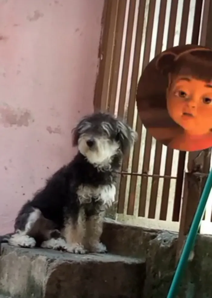 Cachorro raça SRD-ViraLata idade 2 anos nome Lucky