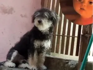 Cachorro raça SRD-ViraLata idade 2 anos nome Lucky