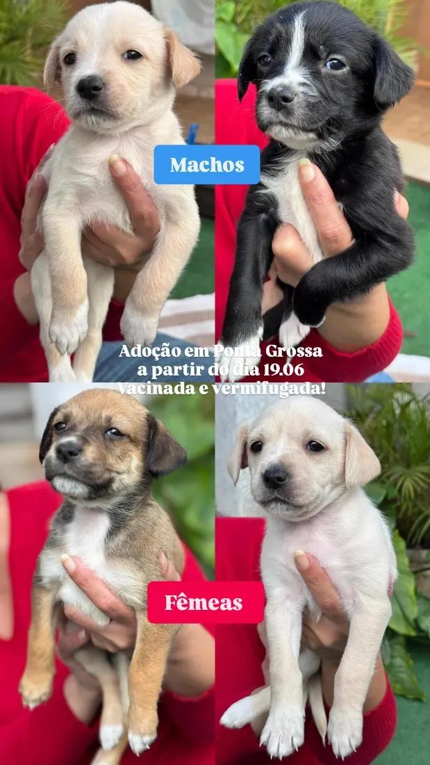 Cachorro raça SRD-ViraLata idade Abaixo de 2 meses nome Bebê 