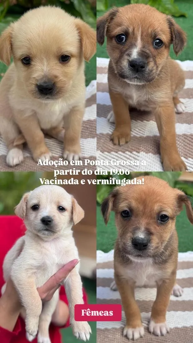 Cachorro raça SRD-ViraLata idade Abaixo de 2 meses nome Bebê 