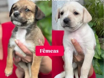 Cachorro raça SRD-ViraLata idade Abaixo de 2 meses nome Bebê 