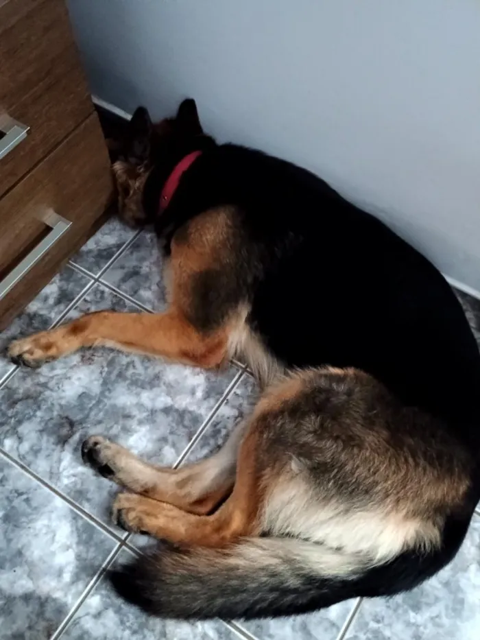 Cachorro raça Pastor Alemão idade 5 anos nome Kyra