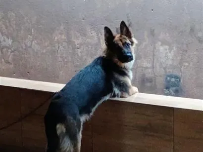 Cachorro raça Pastor Alemão idade 5 anos nome Kyra
