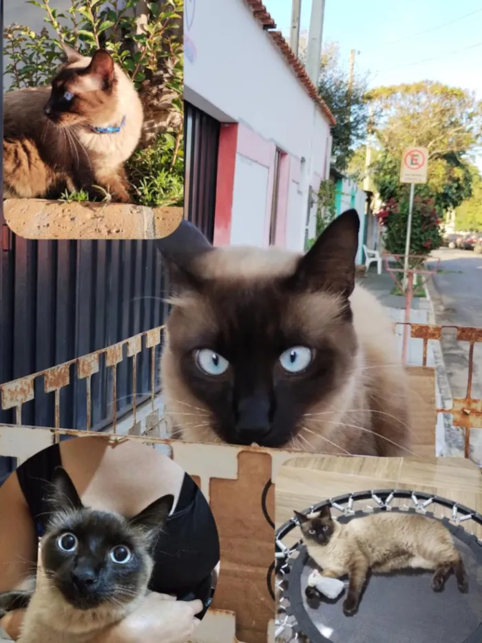 Gato raça Siamês idade 1 ano nome Teodoro