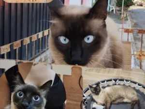 Gato raça Siamês idade 1 ano nome Teodoro