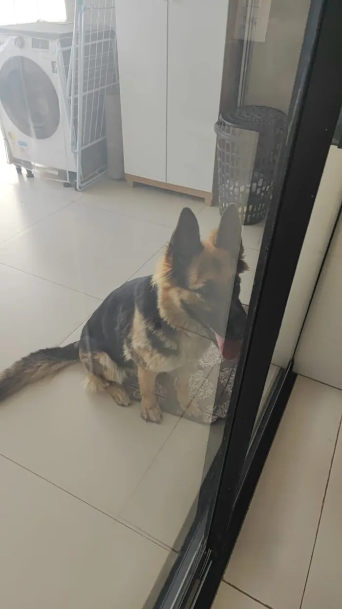 Cachorro raça Pastor Alemão idade 5 anos nome Kyra