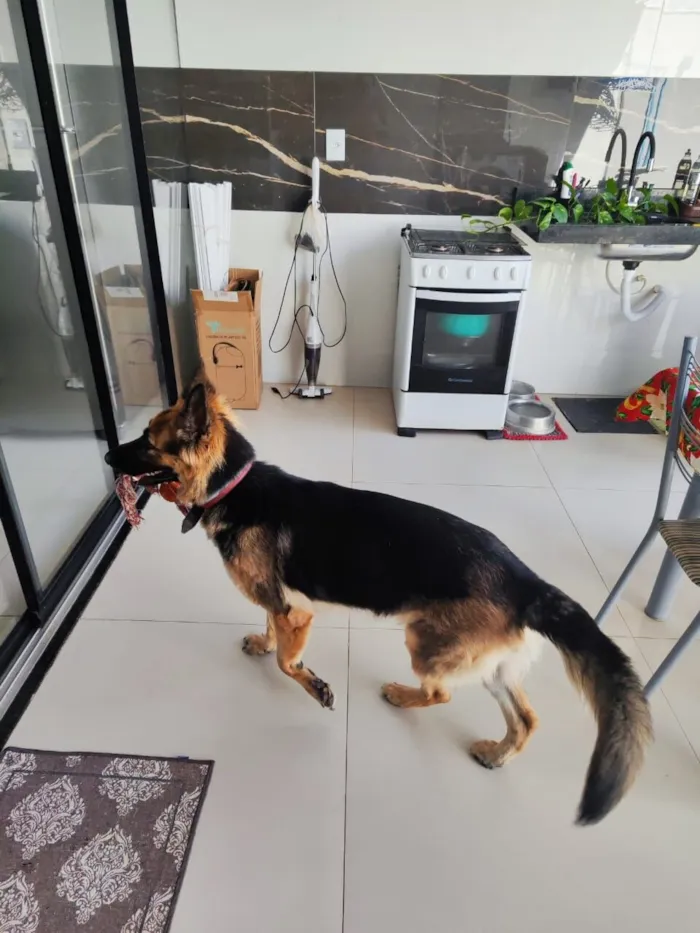 Cachorro raça Pastor Alemão idade 5 anos nome Kyra