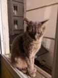 meg