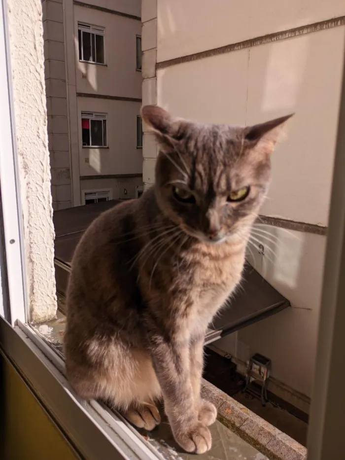 Gato raça SRD-ViraLata idade 1 ano nome meg