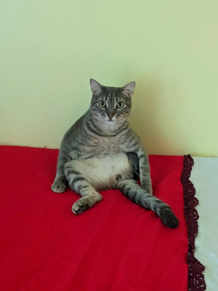 Gato raça SRD-ViraLata idade 1 ano nome meg