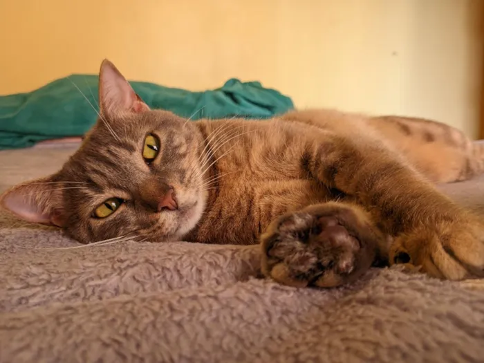 Gato raça SRD-ViraLata idade 1 ano nome meg