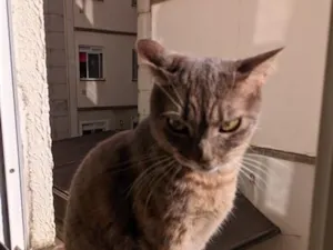 Gato raça SRD-ViraLata idade 1 ano nome meg