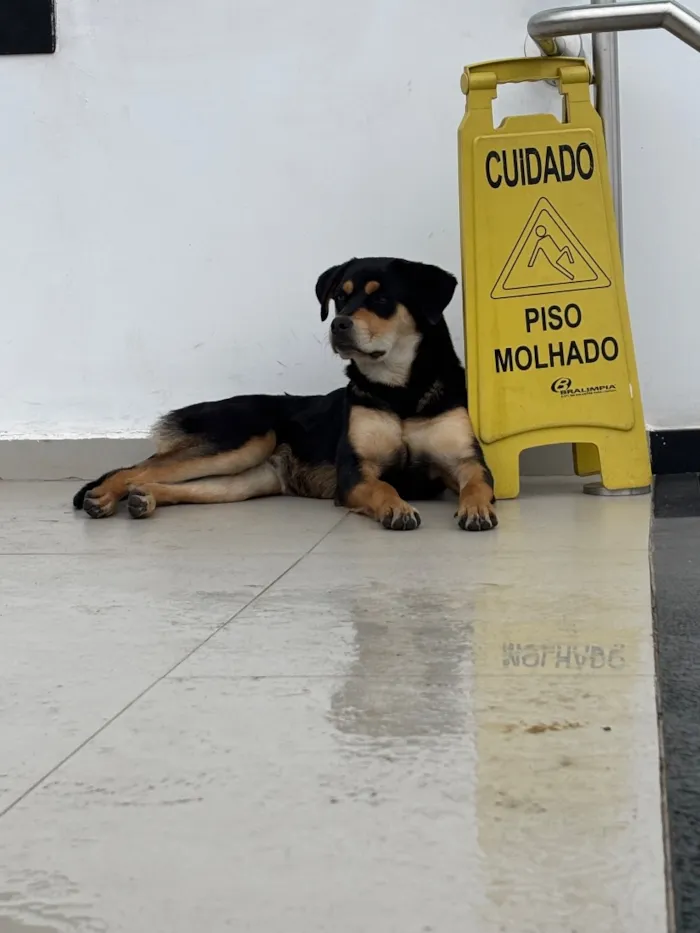 Cachorro raça SRD-ViraLata idade 2 a 6 meses nome Sem nome
