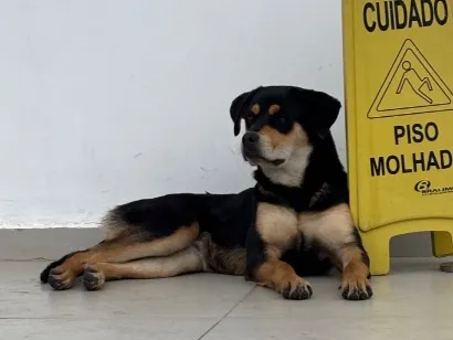 Cachorro raça SRD-ViraLata idade 2 a 6 meses nome Sem nome