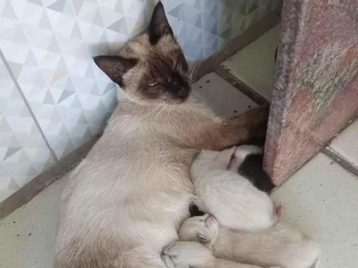 Gato raça Siamês idade Abaixo de 2 meses nome sem nome