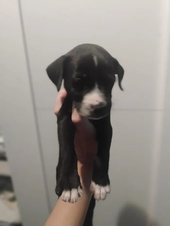 Cachorro raça SRD-ViraLata idade Abaixo de 2 meses nome Thayná Duarte 