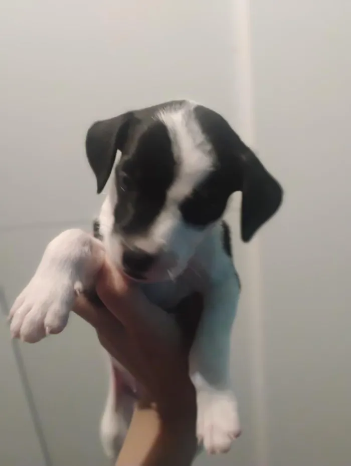 Cachorro raça SRD-ViraLata idade Abaixo de 2 meses nome Thayná Duarte 