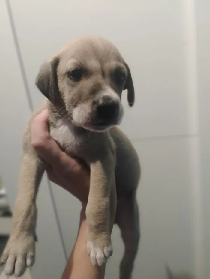 Cachorro raça SRD-ViraLata idade Abaixo de 2 meses nome Thayná Duarte 