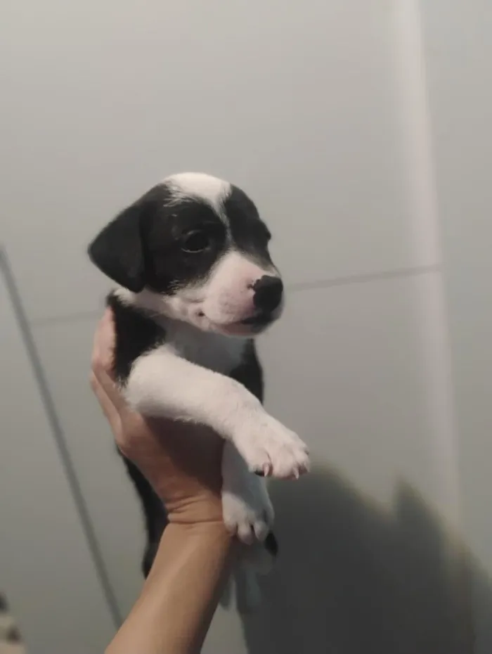 Cachorro raça SRD-ViraLata idade Abaixo de 2 meses nome Thayná Duarte 