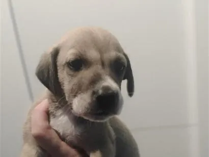 Cachorro raça SRD-ViraLata idade Abaixo de 2 meses nome Thayná Duarte 
