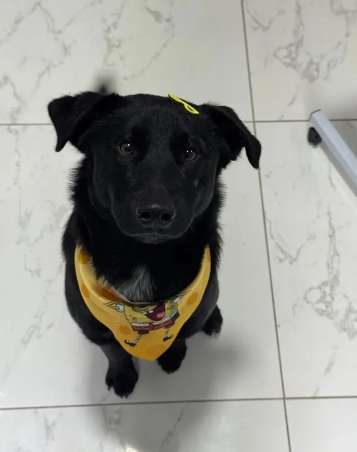 Cachorro raça SRD-ViraLata idade 1 ano nome Cafe