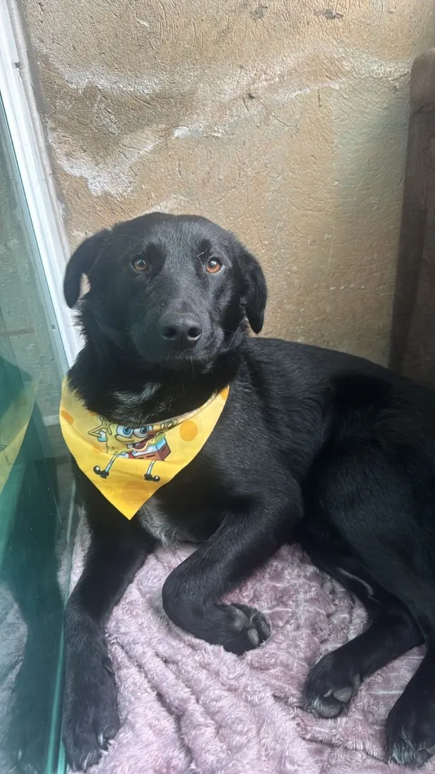 Cachorro raça SRD-ViraLata idade 1 ano nome Cafe