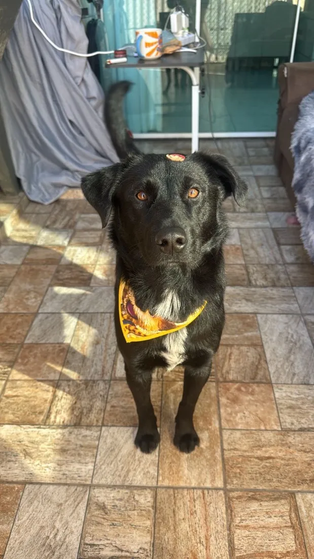Cachorro raça SRD-ViraLata idade 1 ano nome Cafe