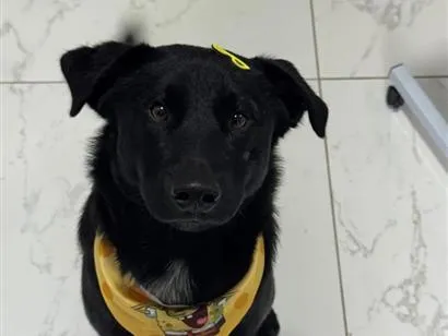 Cachorro raça SRD-ViraLata idade 1 ano nome Cafe