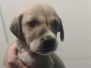 Cachorro raça SRD-ViraLata idade Abaixo de 2 meses nome Thayná Duarte 