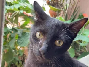 Gato raça SRD-ViraLata idade 2 anos nome Michael