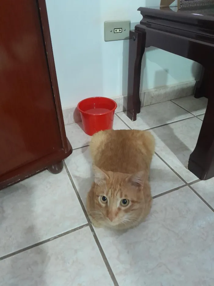 Gato raça SRD-ViraLata idade 1 ano nome Theo