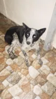 xena 