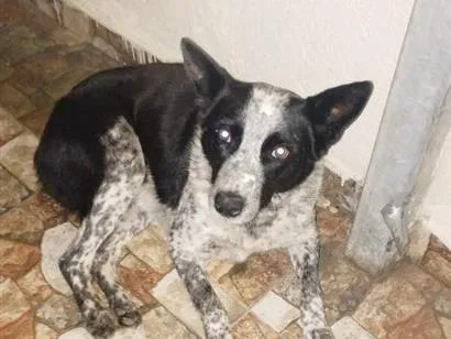 Cachorro raça SRD-ViraLata idade 1 ano nome xena 