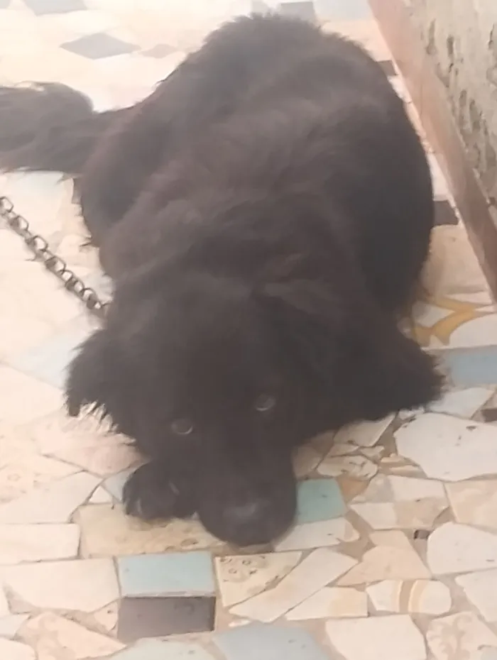Cachorro raça SRD-ViraLata idade 2 anos nome demos o nome de "Simba"