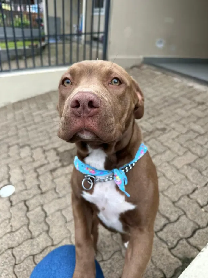Cachorro raça Pit-Bull idade 2 a 6 meses nome Maya