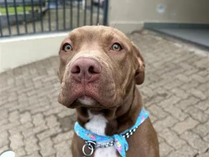 Cachorro raça Pit-Bull idade 2 a 6 meses nome Maya