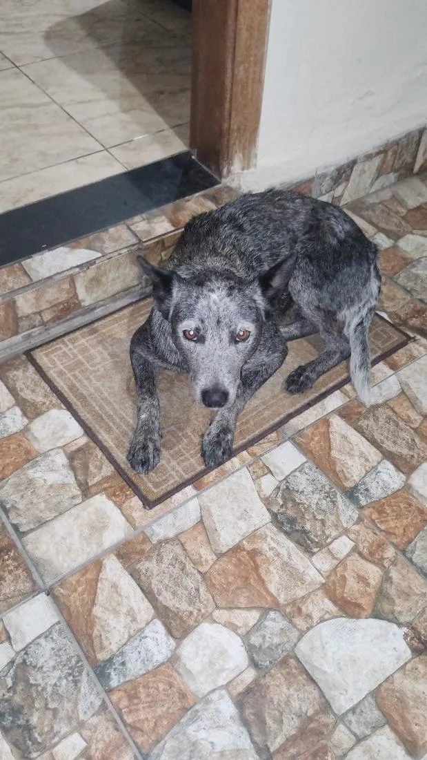 Cachorro raça SRD-ViraLata idade 2 anos nome poca 