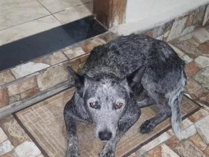 Cachorro raça SRD-ViraLata idade 2 anos nome poca 