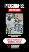 Gato Salgado