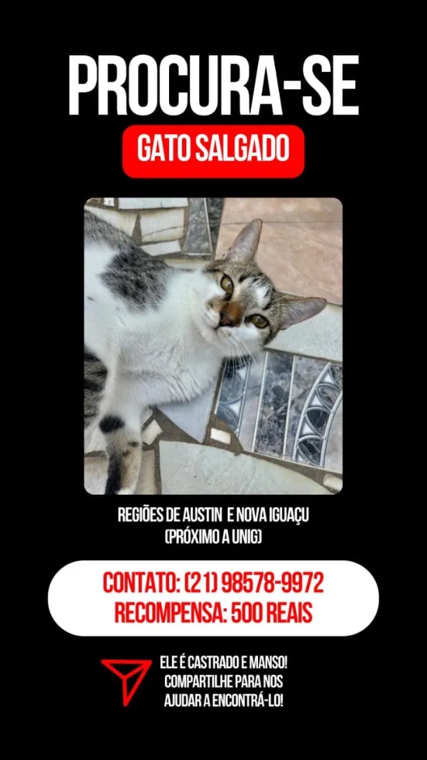 Gato raça SRD-ViraLata idade 1 ano nome Gato Salgado