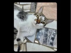 Gato raça SRD-ViraLata idade 1 ano nome Gato Salgado