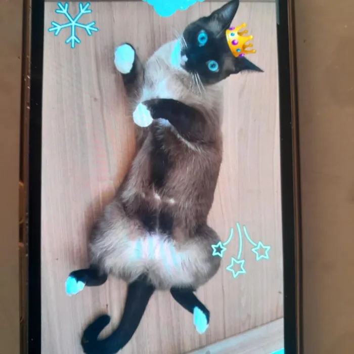 Gato raça Siamês idade 2 anos nome nick