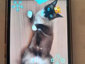 Gato raça Siamês idade 2 anos nome nick