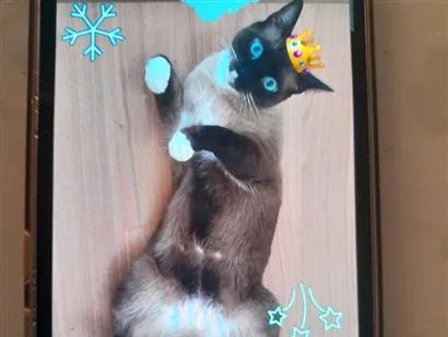 Gato raça Siamês idade 2 anos nome nick